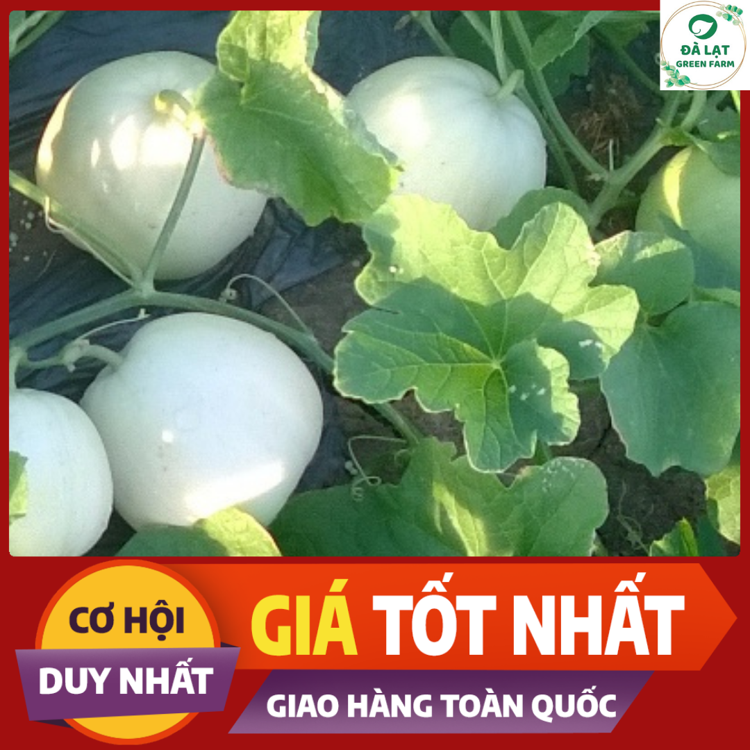 15H - HẠT GIỐNG DƯA LÊ SIÊU NGỌT