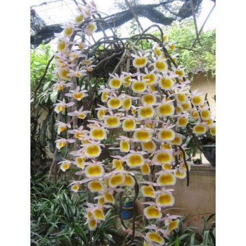 1 bảng  lan long tu lào rừng tây bắc hàng thuần siêu to, hoa siêu đẹp