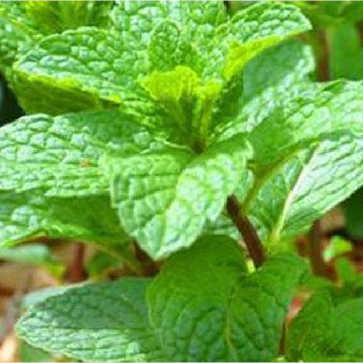 Hạt giống rau húng lũi KNS3219 - Gói 0.1Gram