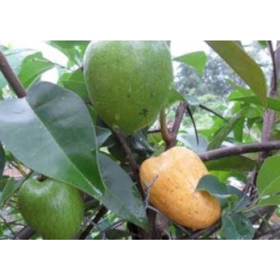Hạt Giống Bình Bát Cây - Bình Bát Vàng DPT - gói 10 hạt