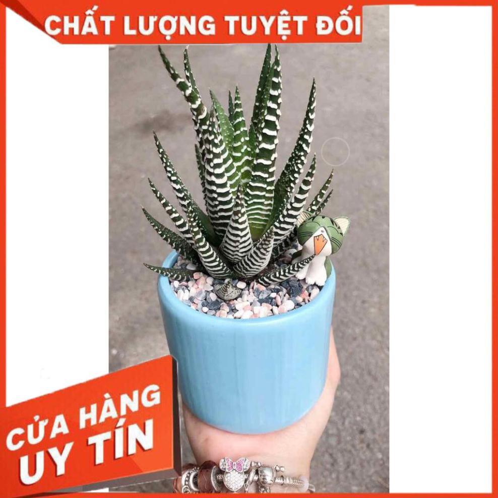 Chậu móng rồng Nhiều Người Mua