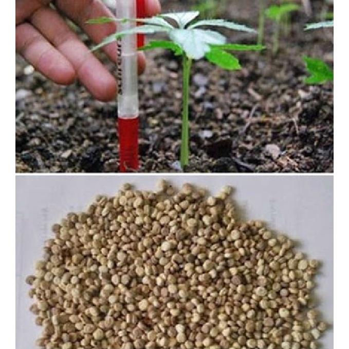 Combo 2 gói Hạt giống nhân sâm hàn quốc - gói 5 hạt - Tặng 1 gói kích thich hạt nảy mầm-HGNN
