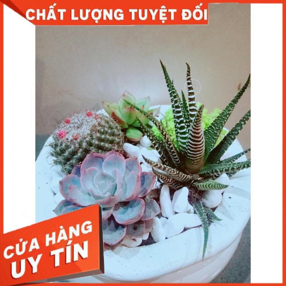 Chậu Mix Nhiều Cây