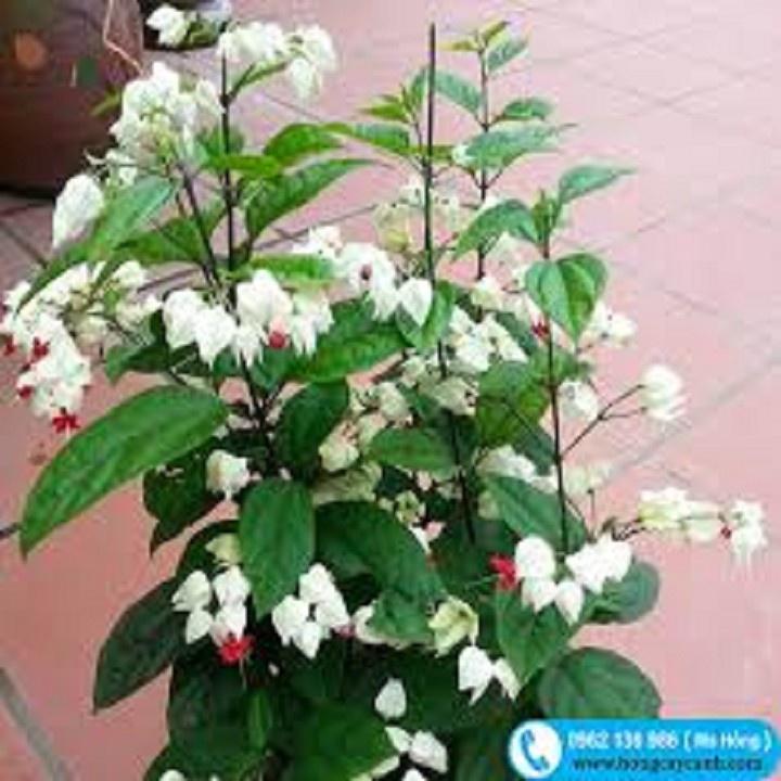 CÂY GIỐNG CÂY HOA NGỌC NỮ TRẮNG