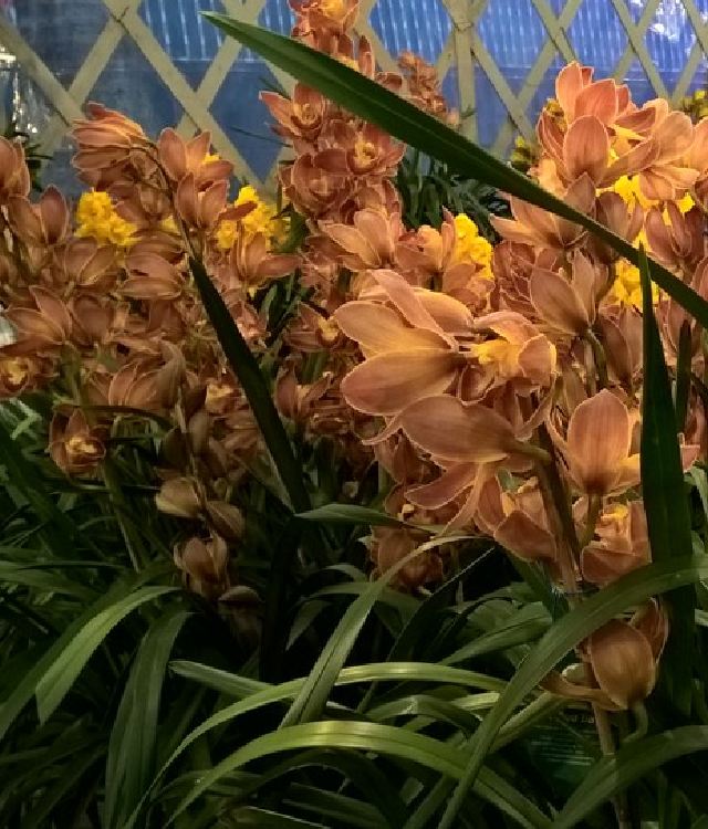 Combo 2 Củ  hoa địa lan santo hoa màu cam