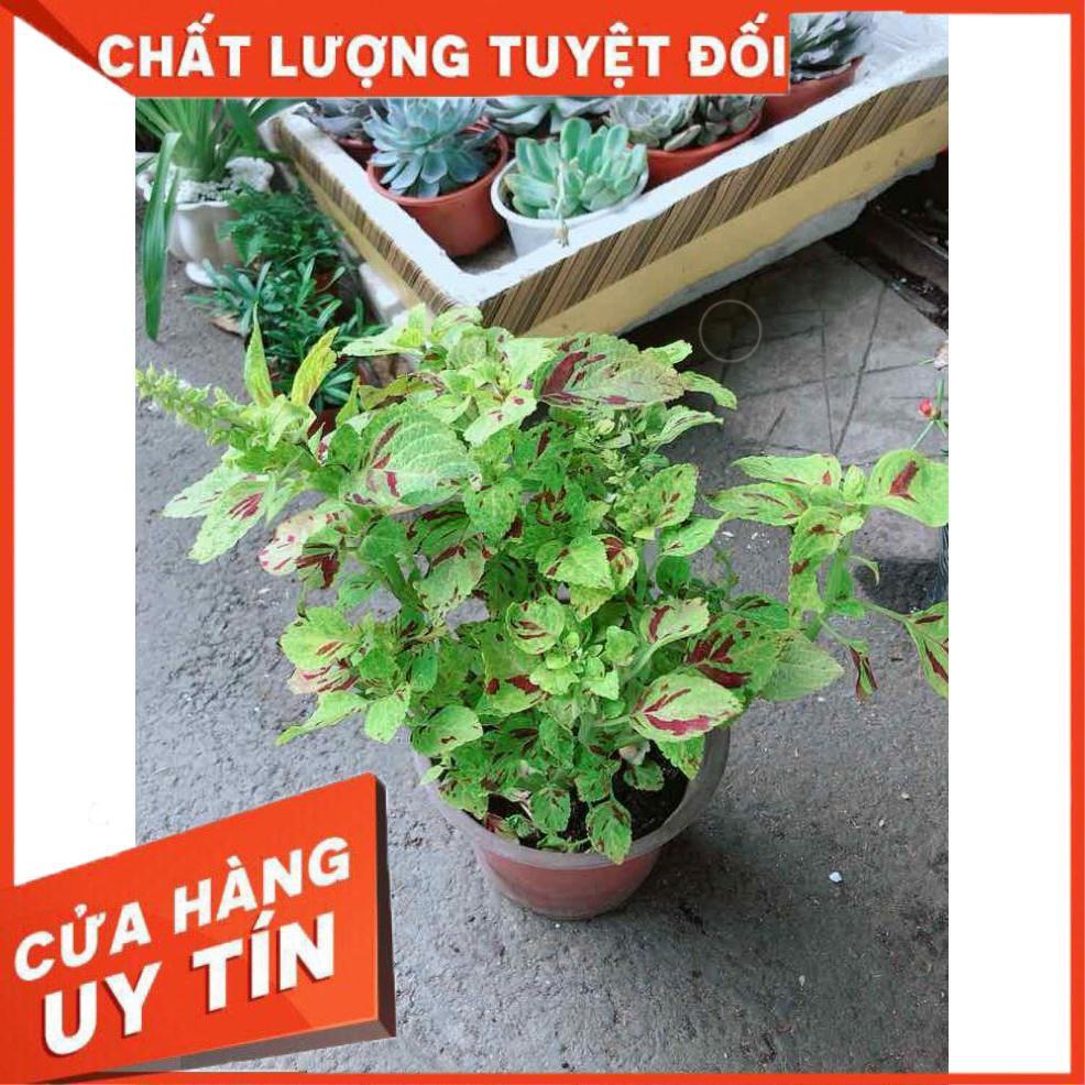 Cây Lá Gấm Vàng Nhiều Người Mua