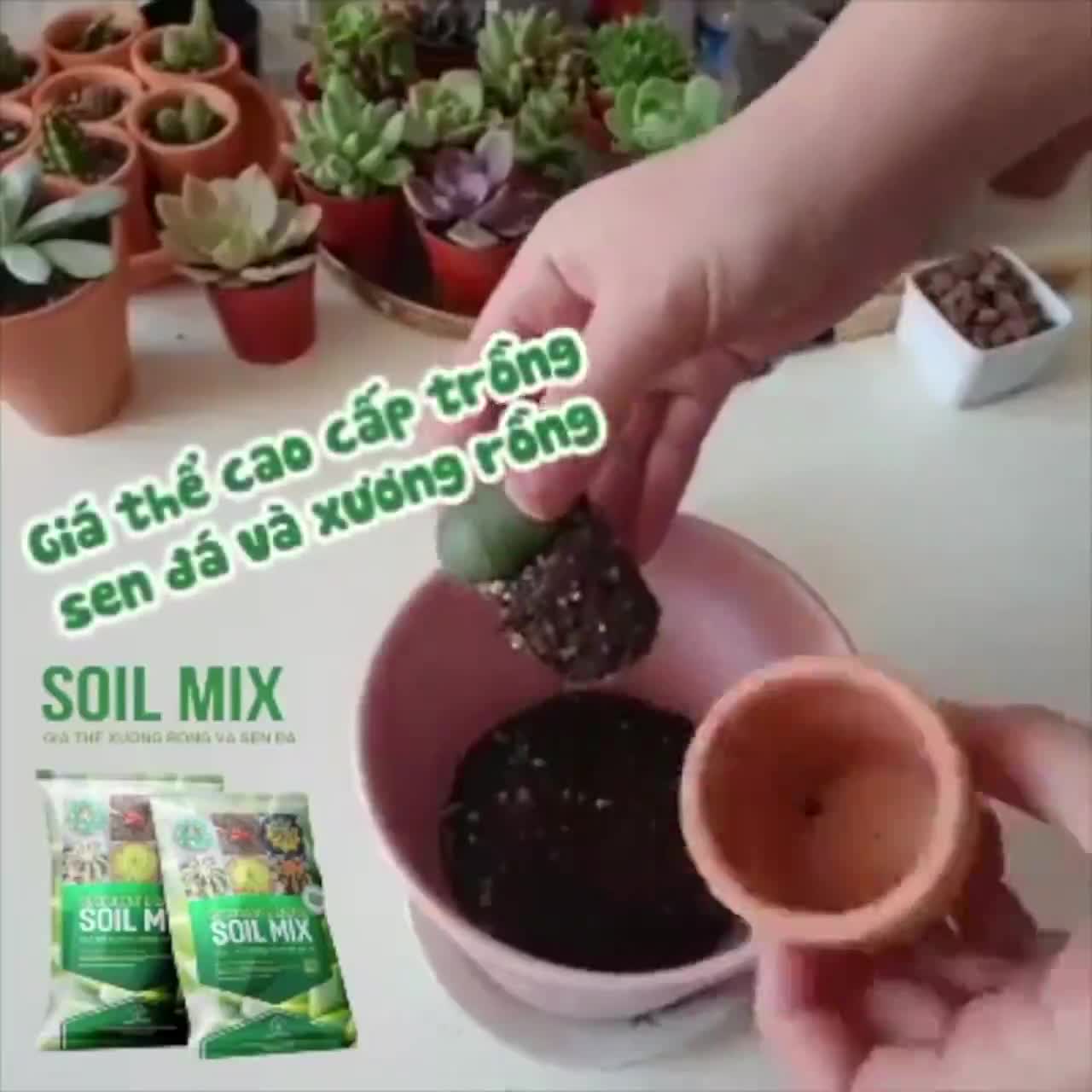 Đất trồng Sen đá Soil Mix, bao 1kg, đầy đủ dinh dưỡng, thoát nước tốt, Sen đá bền màu |Greenhome