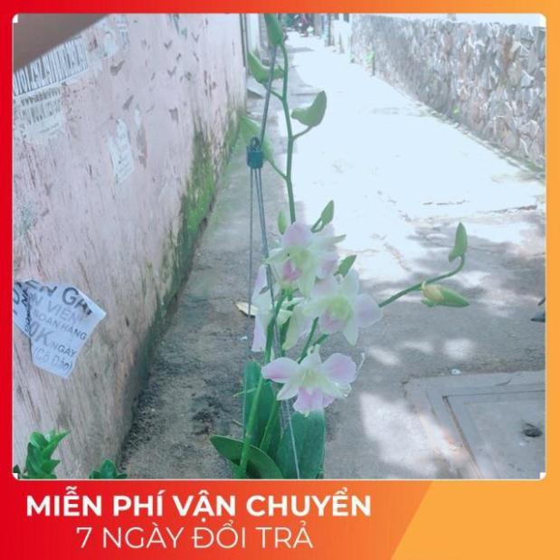 Lan Dendro Hồng Nhạt