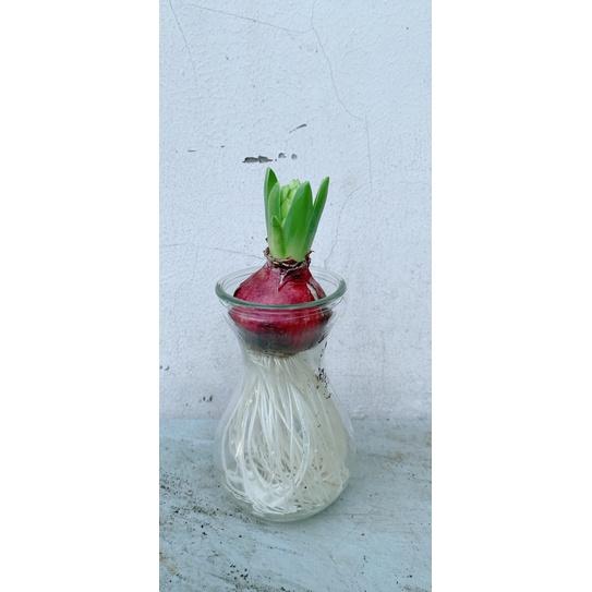 Củ Ông Tiên Thuỷ Sinh