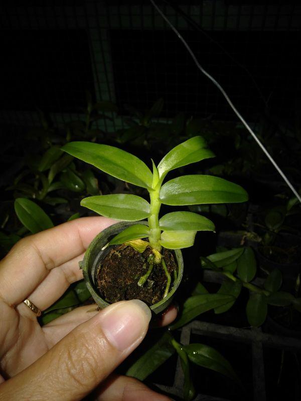 Phi điệp và trầm cây giống hành gieo hạt cây đẹp chuẩn giống