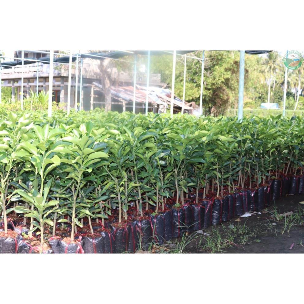 CÂY GIỐNG BƯỞI RUBY THÁI LAN SIÊU NGON SIÊU QUẢ- CAM KÊT GIỐNG CHUẨN F1 + Tặng 01 cây dâu da đất