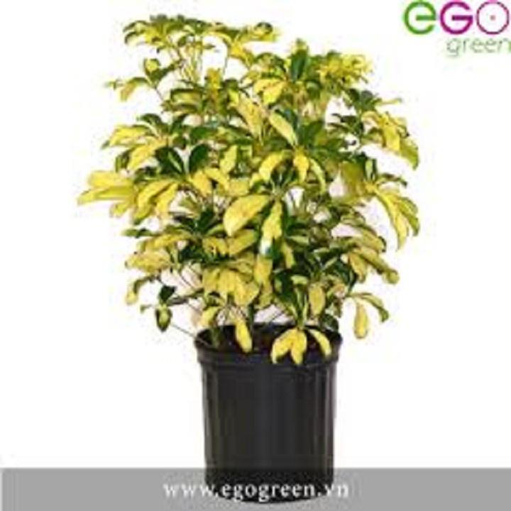 CÂY NGŨ GIA BÌ CHÂN CHIM LÁ CẨM THẠCH