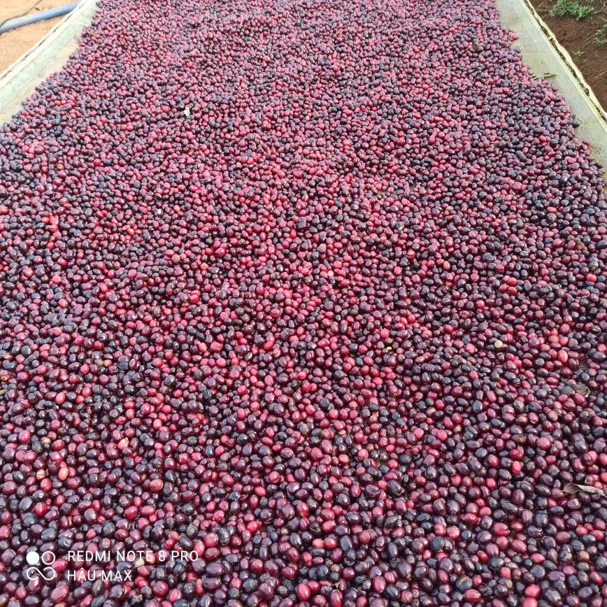 1kg Cà phê nhân xanh s16 s18 ROBUSTA , FINE RO daklak