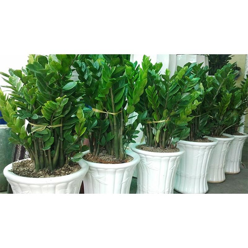 CÂY KIM TIỀN CHẬU TO