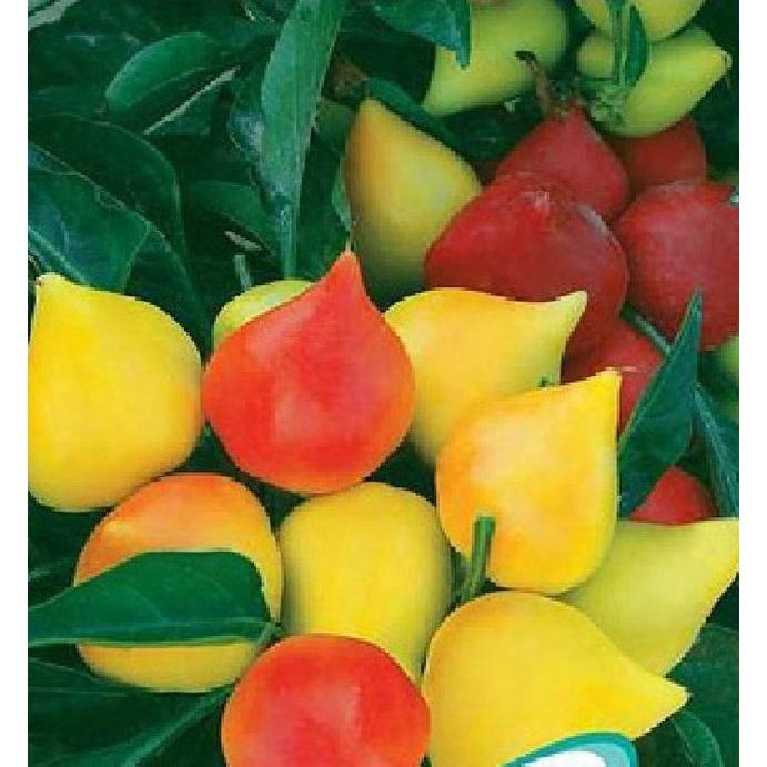 Hạt giống ớt đào tiên nhiều màu -gói 20 hạt/tặng kèm gói phân bón lót