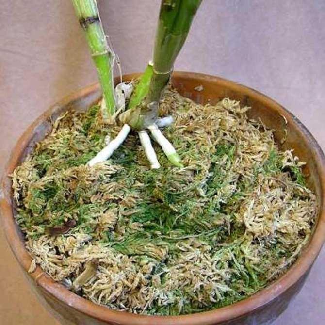 Gói 200g Rêu rừng Cao cấp trồng Lan