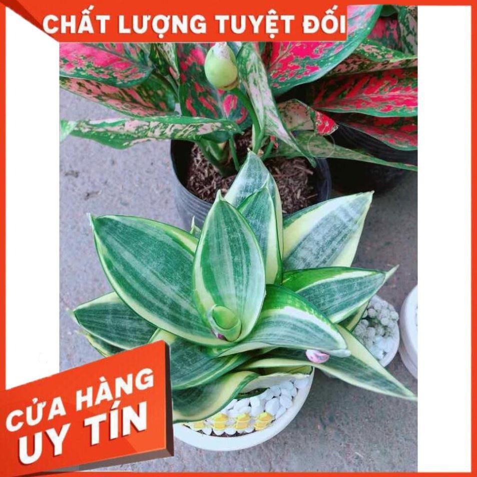 Chậu lưỡi hổ thái Nhiều Người Mua