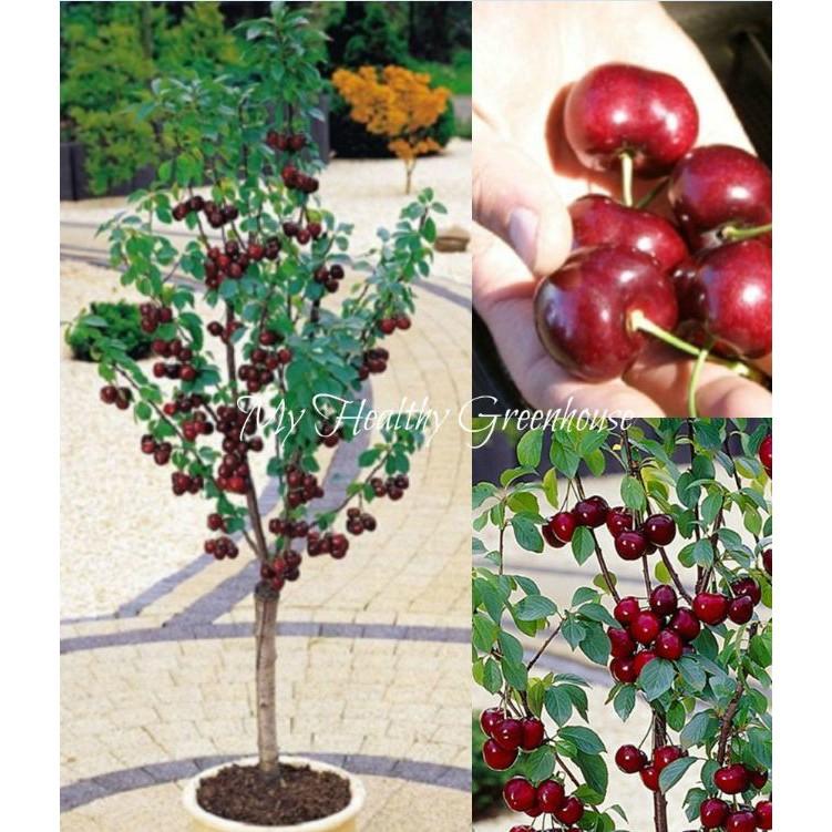 Hạt giống Cây Ăn Trái Cherry Đỏ 10 hạt/gói