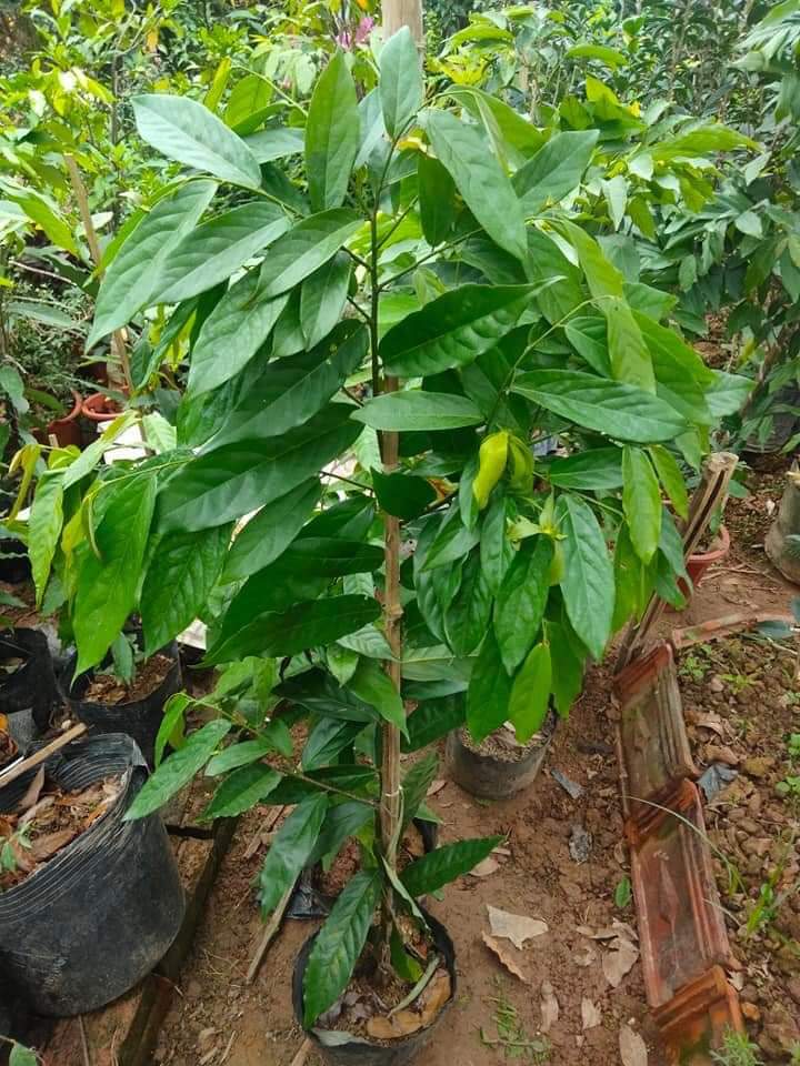 Cây hoa dẻ vàng, hoa thơm ngây ngất cao trên 1m