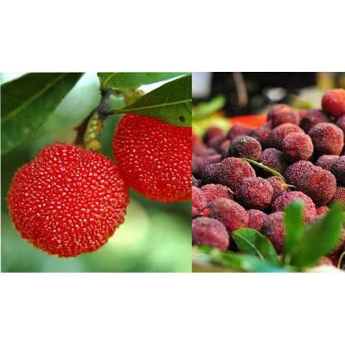 CÂY GIỐNG HOA THANH MAI