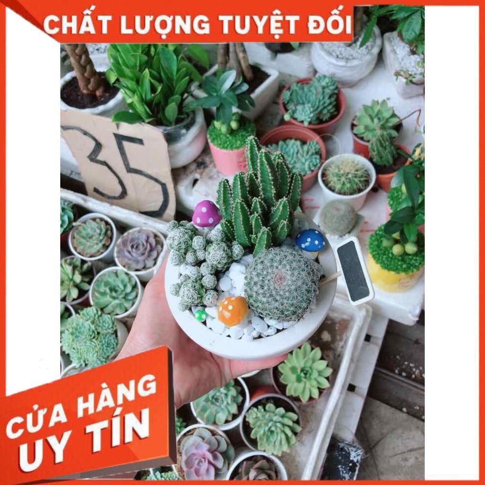 Chậu xương rồng mix Nhiều Người Mua