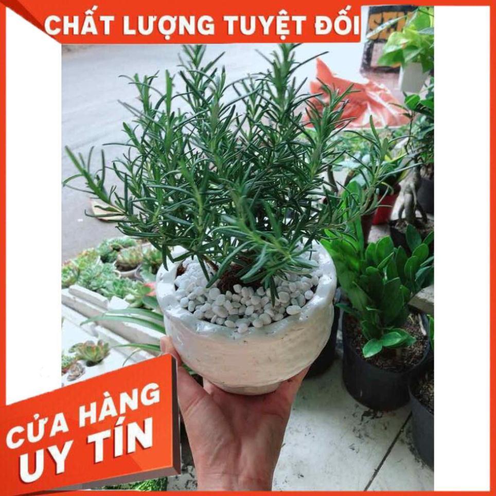 Chậu cây hương thảo Nhiều Người Mua