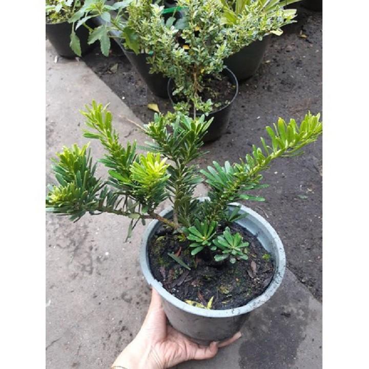 CÂY GIỐNG CÂY VẠN NIÊN TÙNG KIM CƯƠNG BONSAI TRƯỜNG THỌ