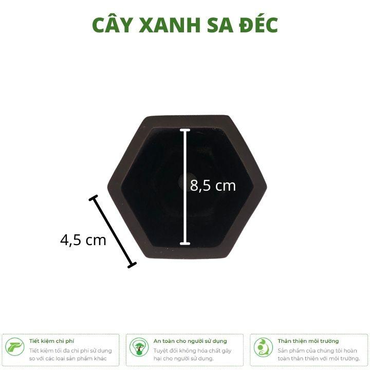 Chậu lục giác mini CK3 trồng cây nhỏ, bonsai mini, cây hoa trang trí nhà, bàn làm việc, bàn học