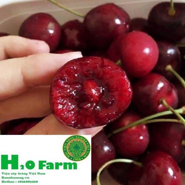 Cây cherry nhập khẩu chịu nhiệt + Tặng 01 cây dâu da đất ( bòn bon)