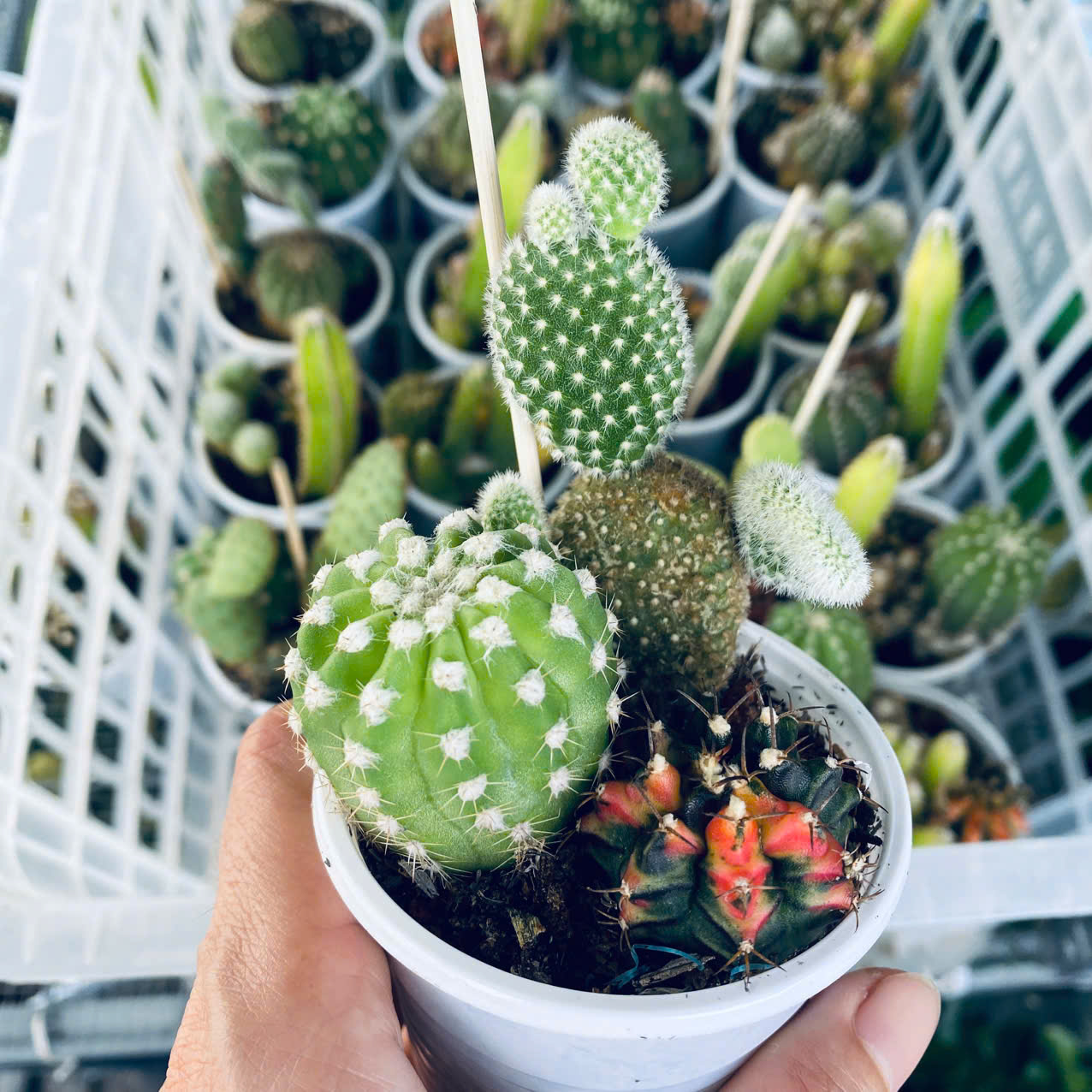 Xương Rồng Mix 3 Loại Chậu 6.5cm – Combo Cây Mini Dễ Thương Dễ Chăm, giao ngẫu nhiên Mam Xinh