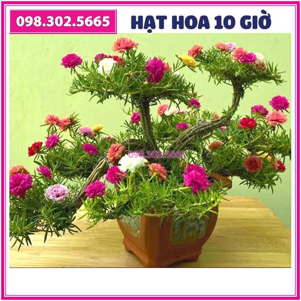 Hạt giống hoa mười giờ mix nhiều màu, hạt giống chất lượng cao, ra hoa đồng đều
