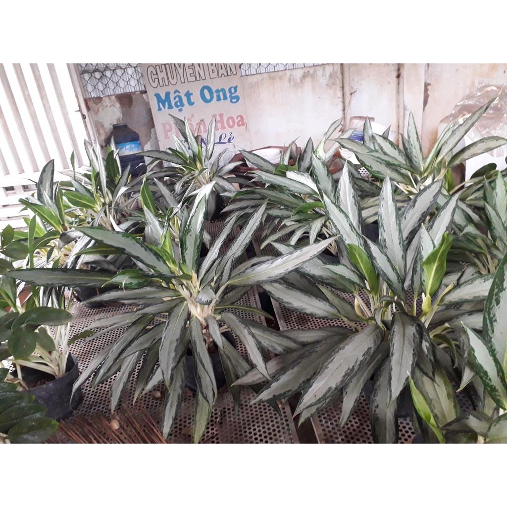 CÂY GIỐNG CÂY GIỮ TIỀN