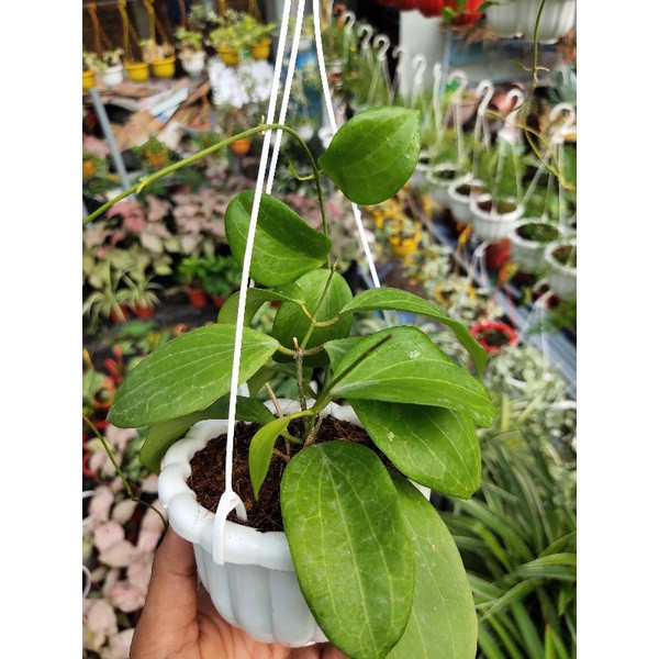 Chậu cây Cẩm cù Hoya Nicholsoniae