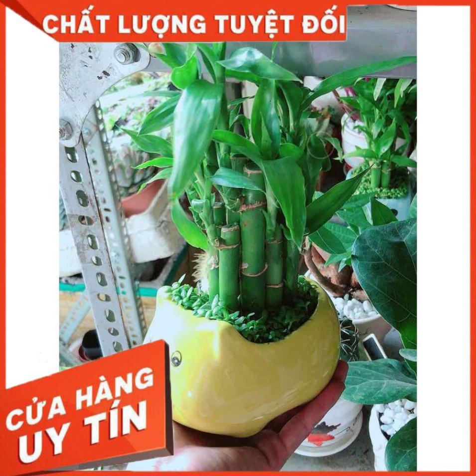 Chậu Phát Tài Nhiều Người Mua