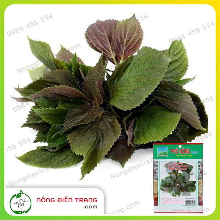 Hạt giống Rau Tía Tô Cao Sản Phú Nông - Gói 2g - Dễ trồng, dễ chăm sóc, không kén đất, kháng bệnh tốt VTNN Nông Điền Trang