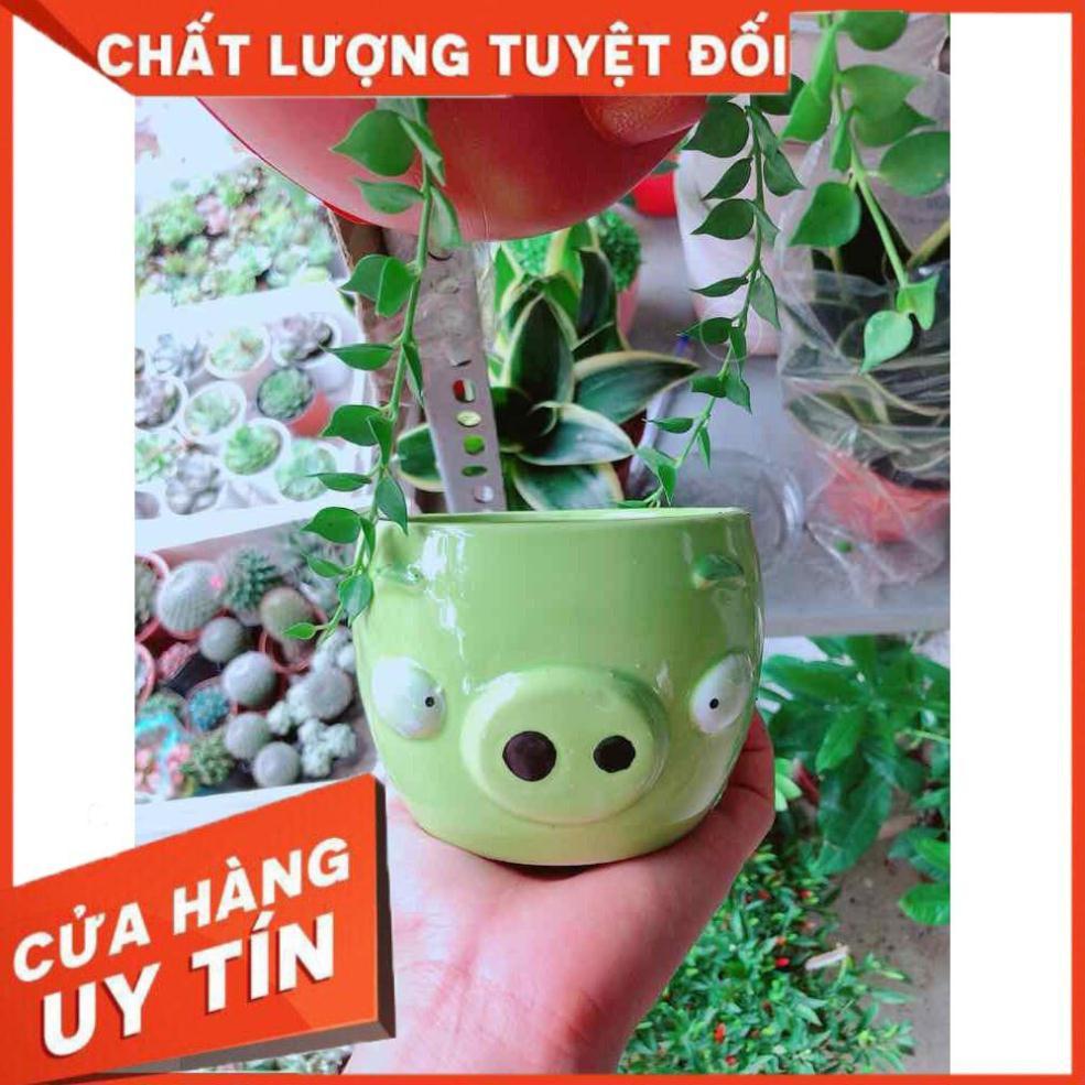 Chậu trồng cây Nhiều Người Mua