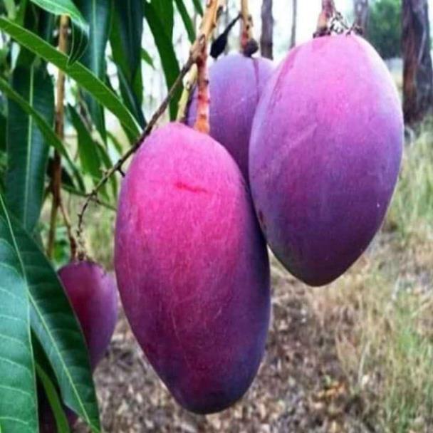 Cây Giống Xoài Thái Tím