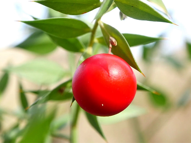 đậu chổi butcher's broom