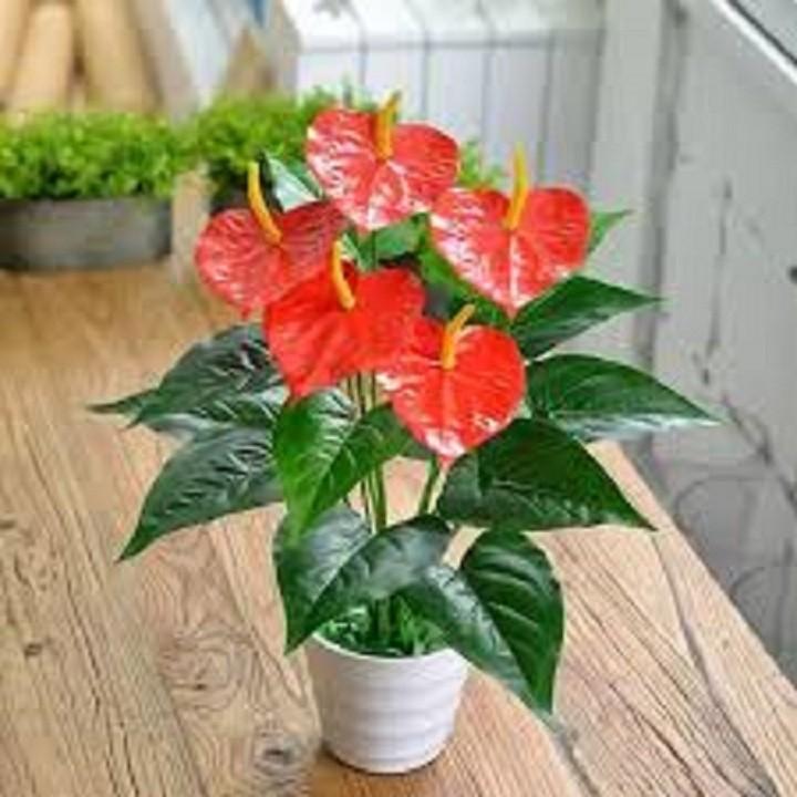 Chậu cây hồng môn để bàn cây đẹp chuẩn giống