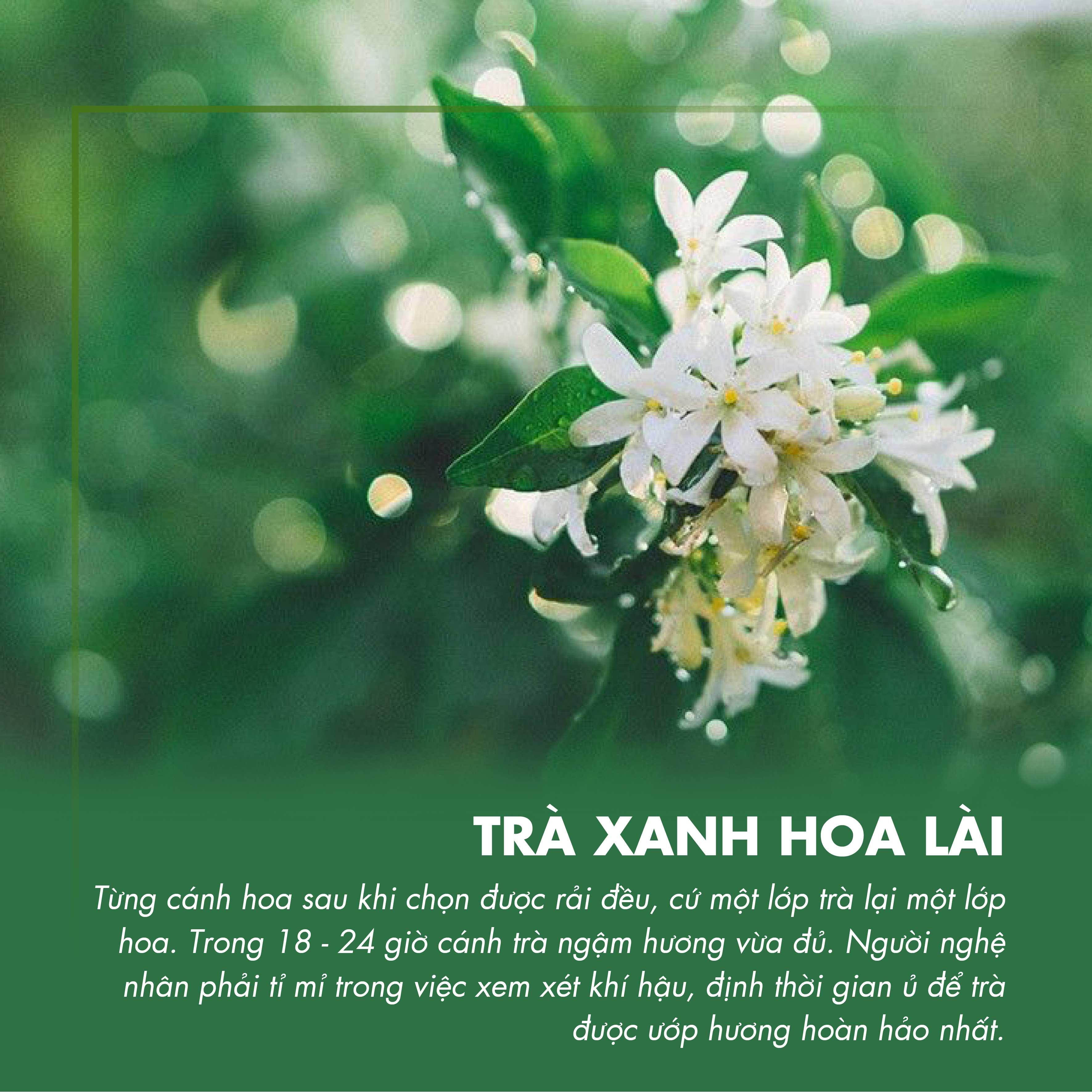 Trà Xanh Hoa Lài Gói 500g - 100g