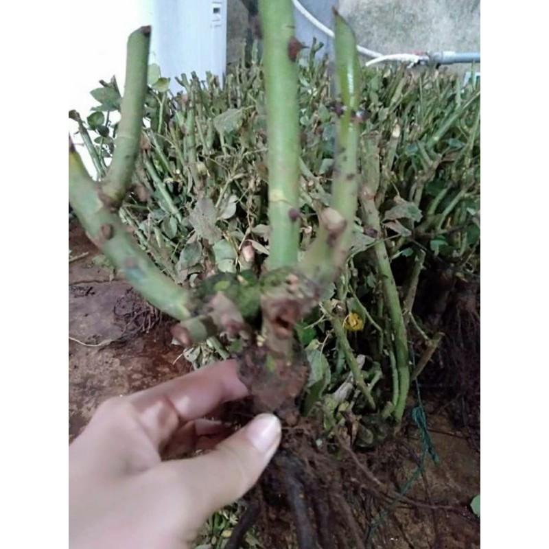 Gốc Hoa Hồng Nhung Combo 03 Gốc Rễ Trần