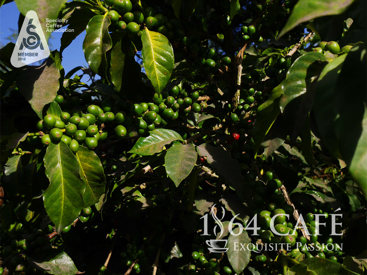 Cà phê hảo hạng 1864 CAFÉ Guatemala Puerta Verde nguyên hạt 220g