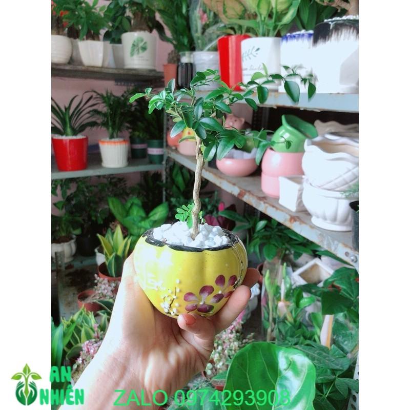 Chậu Cây Kim Quýt Bonsai