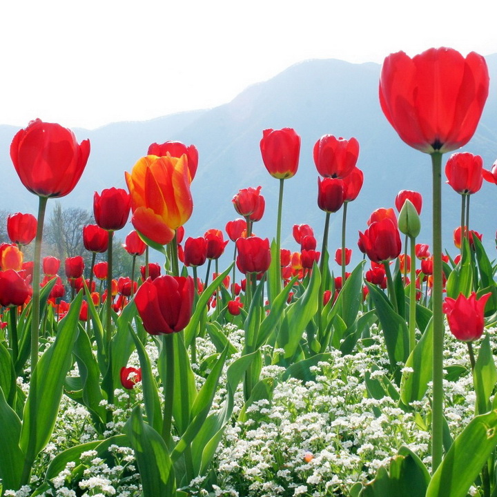 Hạt giống hoa Tulip – Bịch 10 hạt – Mã số 1478