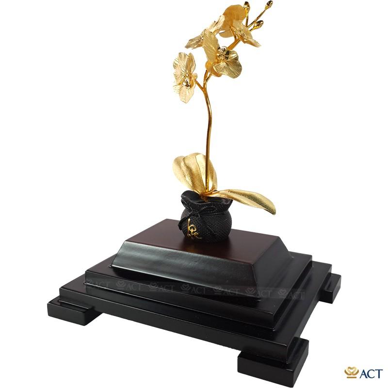 CHẬU LAN HỒ ĐIỆP 1 CÀNH