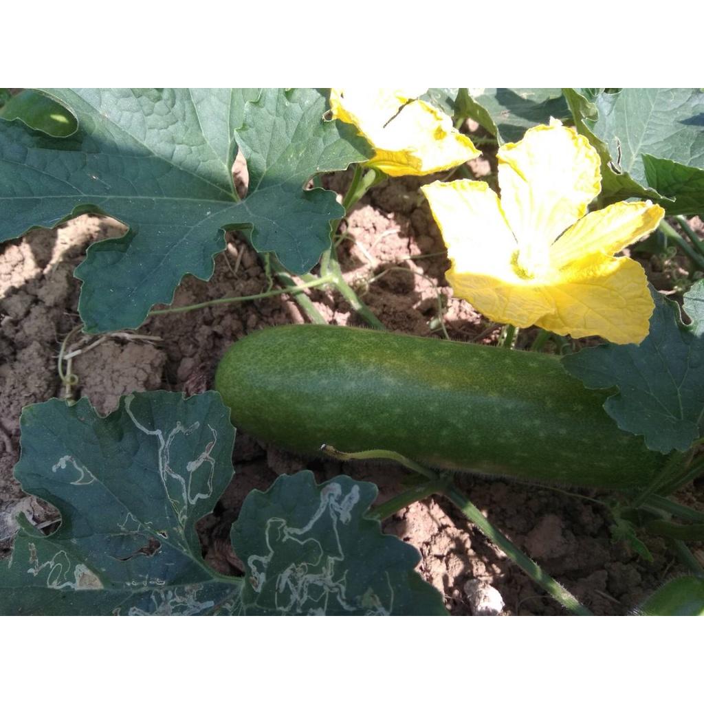 Hạt Giống bí đao chanh lai F1 - Agri Wax Gourd 666