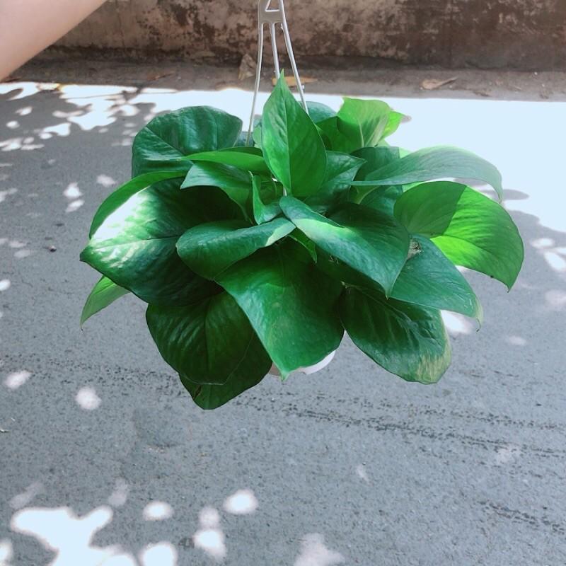 Trầu Bà Thái Xanh