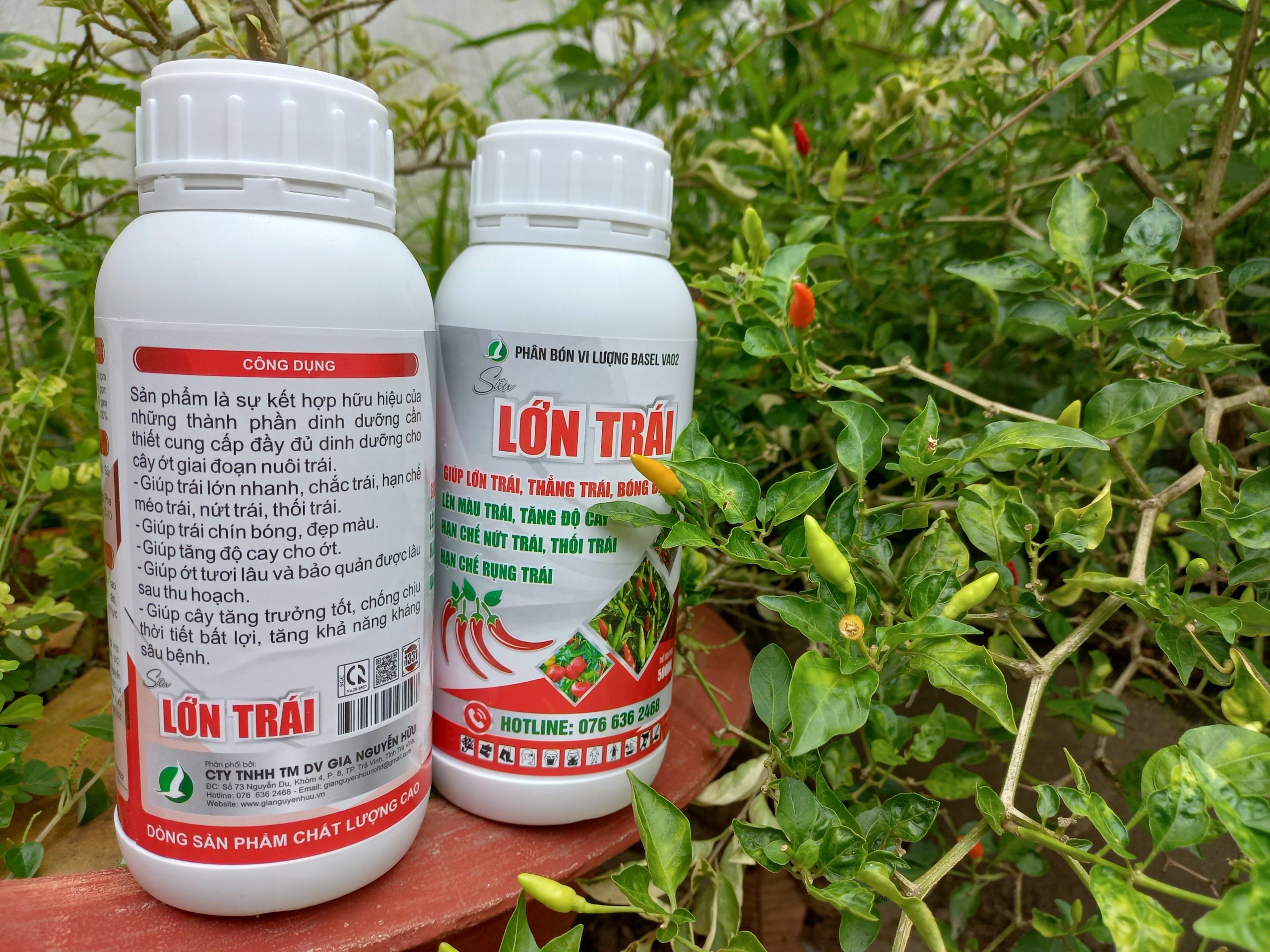 PHÂN BÓN LỚN TRÁI ỚT - GIÚP TRÁI LỚN NHANH, TĂNG ĐỘ CAY, HẠN CHẾ THỐI TRÁI CHAI 500ML