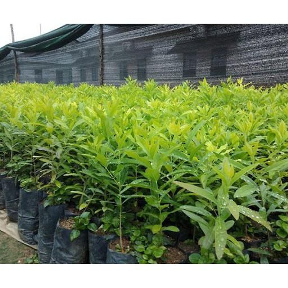 Cây giống đàn hương trắng ấn độ