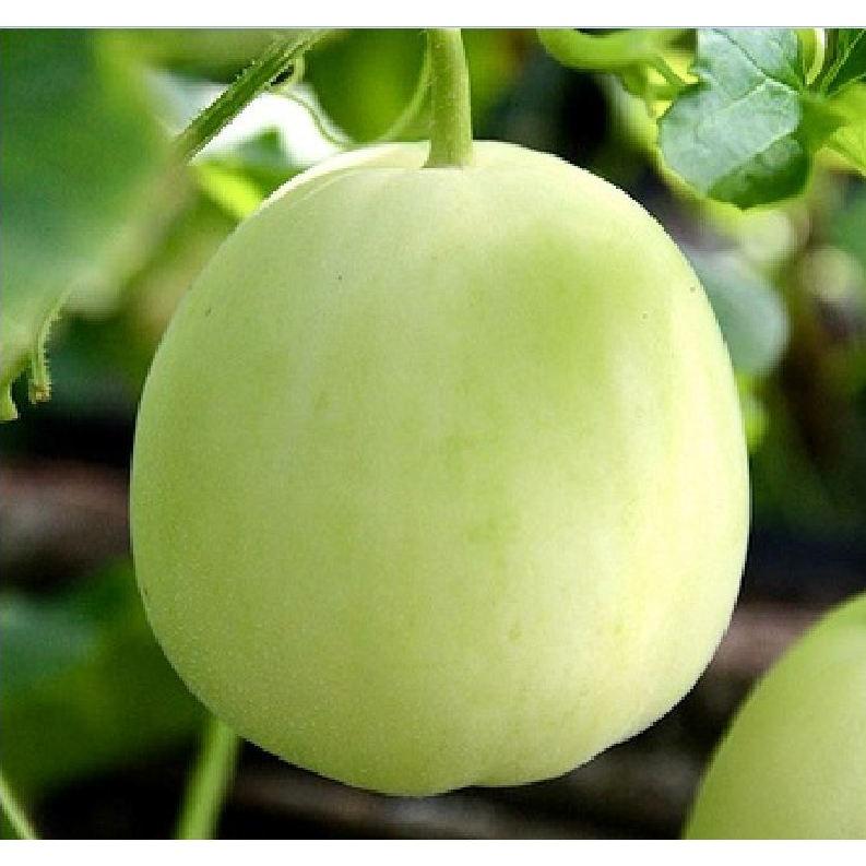 Combo 2 Gói Hạt giống Dưa lê siêu ngọt f1- gói 20 hạt-tặng kèm gói phân bón lót